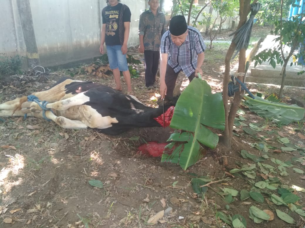 Penyembelihan hewan kurban STIKes Kepanjen